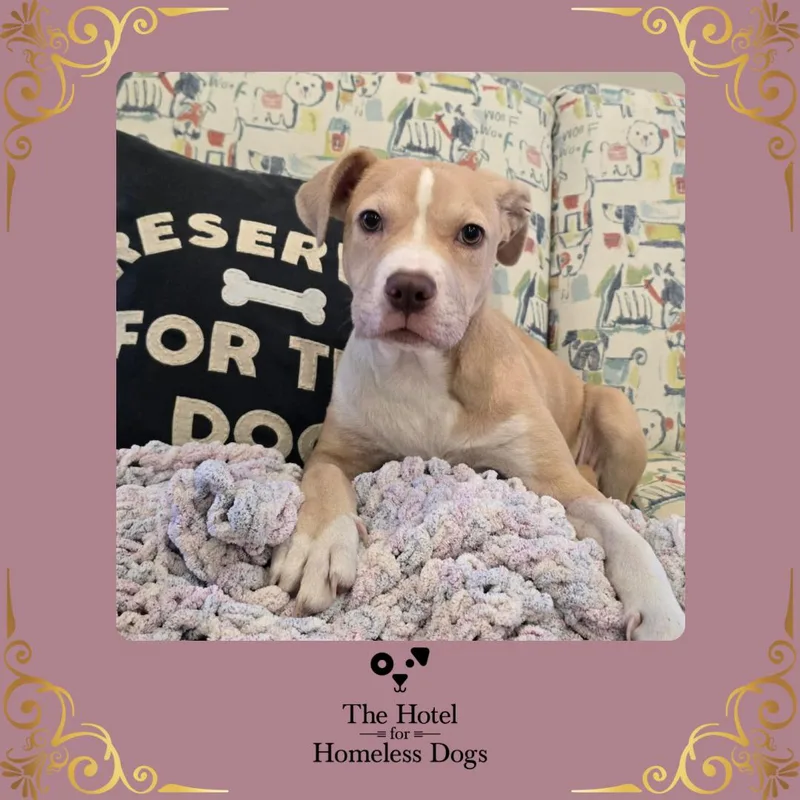 A baby medium-sized female Yellow / Tan / Blond / Fawn American Staffordshire Terrier dog named Zoey for adoption in Cumberland, RI