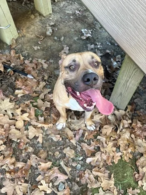 Dozer