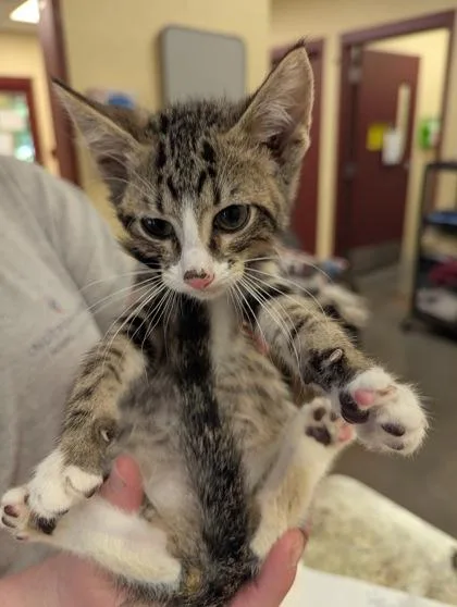A baby small-sized male Domestic Short Hair cat named Applejack for adoption in Independence, MO