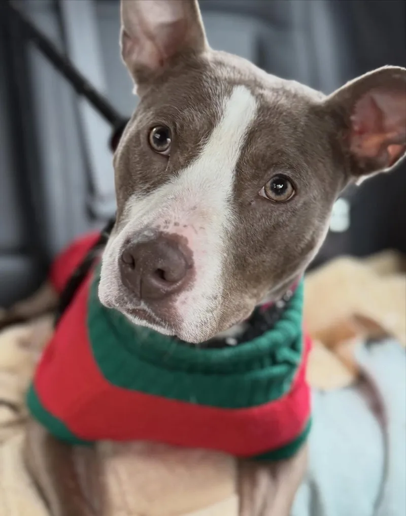 Cindy Lou thumbnail 3