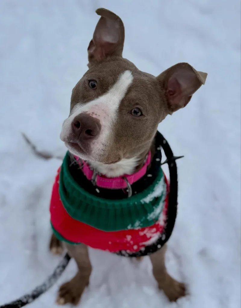 Cindy Lou thumbnail 4