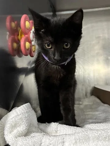 A baby small-sized female Domestic Short Hair cat named Obsidian for adoption in Panama City, FL