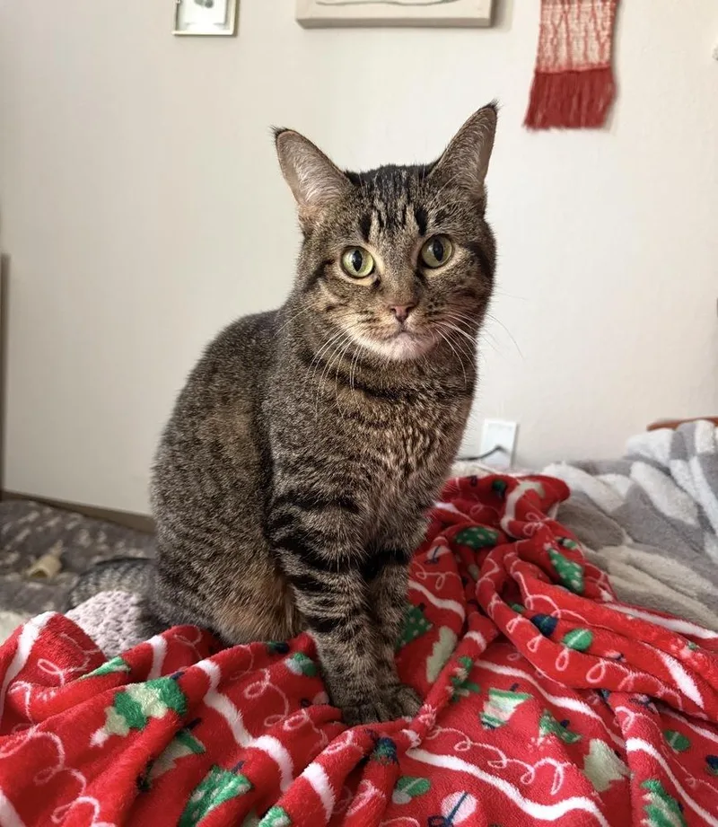 An adult medium-sized female Domestic Short Hair cat named Clio for adoption in Fort collins, CO