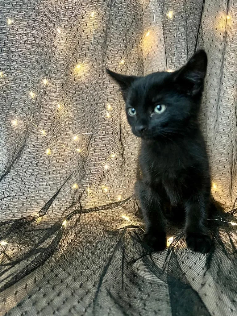 A baby medium-sized female Siamese cat named Nyx for adoption in Vacaville, CA