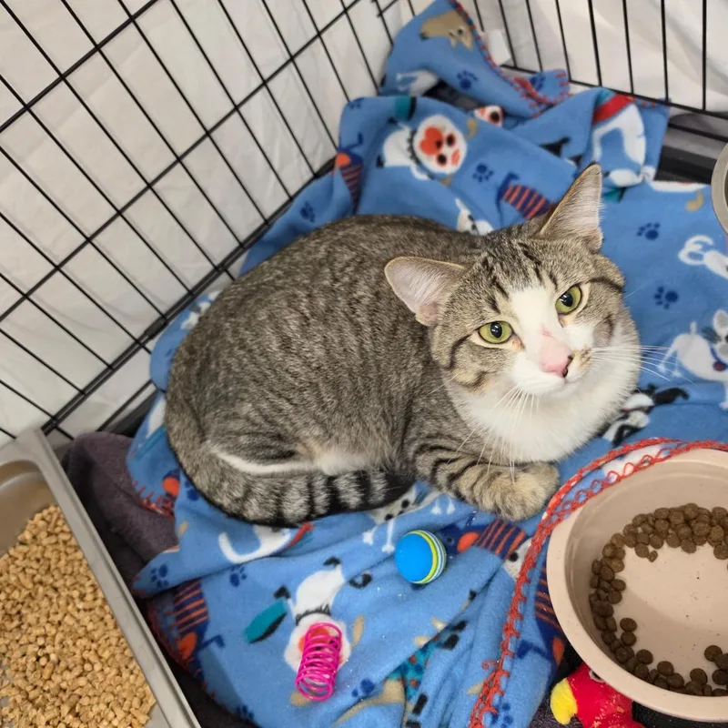 A young small-sized male Brown / Chocolate Domestic Short Hair cat named Miracle for adoption in Bismarck, ND