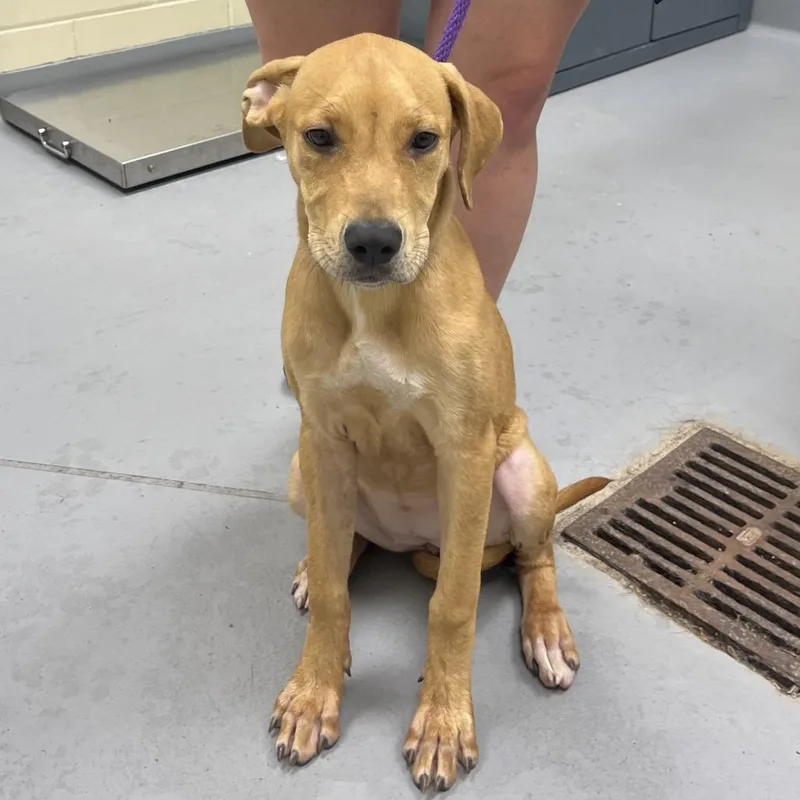 A baby medium-sized female Yellow / Tan / Blond / Fawn Mixed Breed dog named StrayBroadway for adoption in Columbus, GA