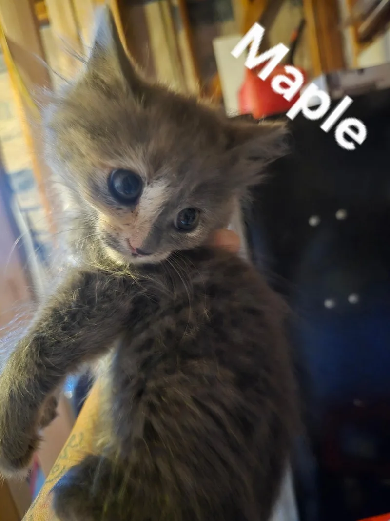 A baby medium-sized female Tabby (Gray / Blue / Silver) Domestic Short Hair cat named Maple for adoption in Gardnerville, NV