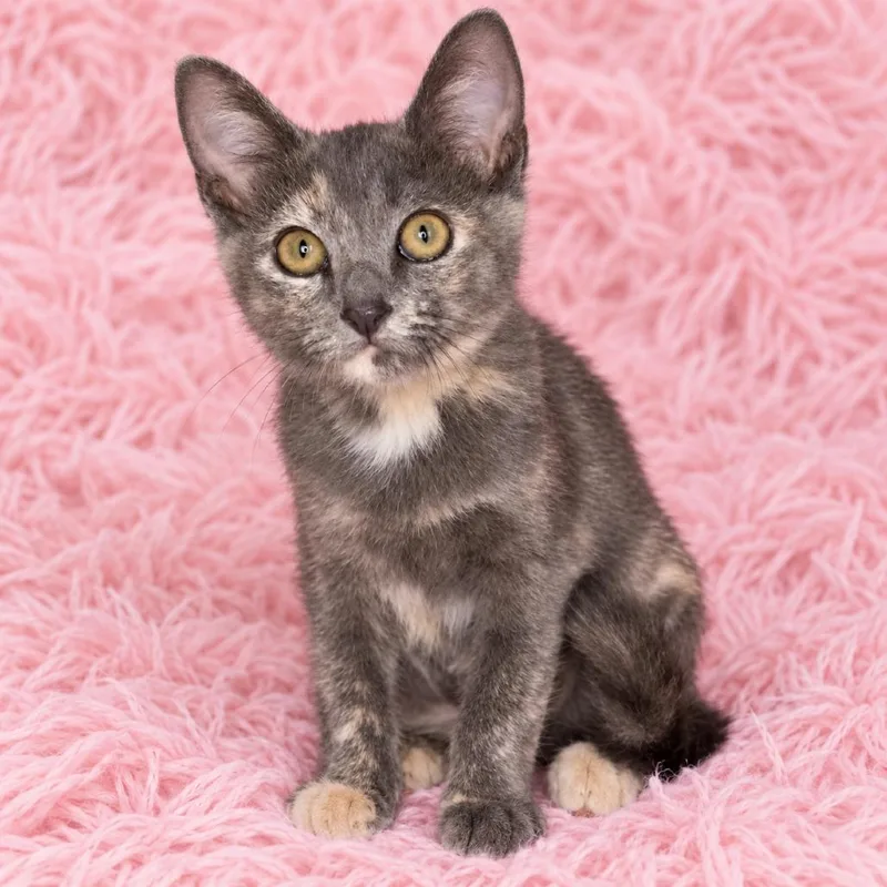 A baby small-sized female Tortoiseshell Domestic Short Hair cat named Edith for adoption in Quincy, OH