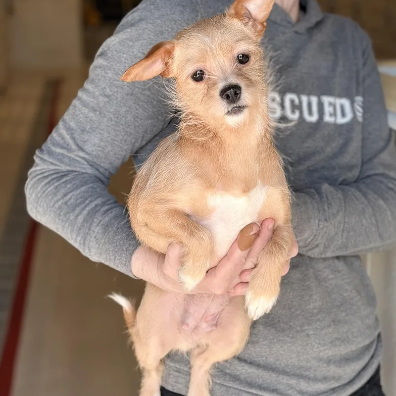 An adult small-sized female Puggle dog named Georgia for adoption in Chicago, IL