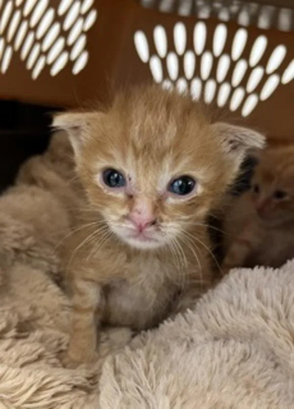 A baby small-sized male Domestic Short Hair cat named Ernie for adoption in Escondido, CA