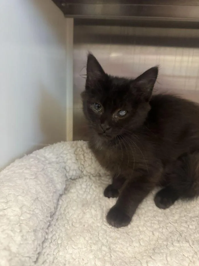 A young small-sized female Black Domestic Short Hair cat named Felicia for adoption in Hilton Head Island, SC