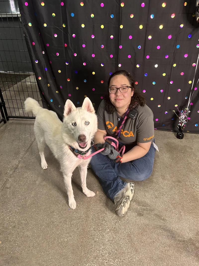 An adult medium-sized female White / Cream Husky dog named Earth for adoption in Columbus, OH