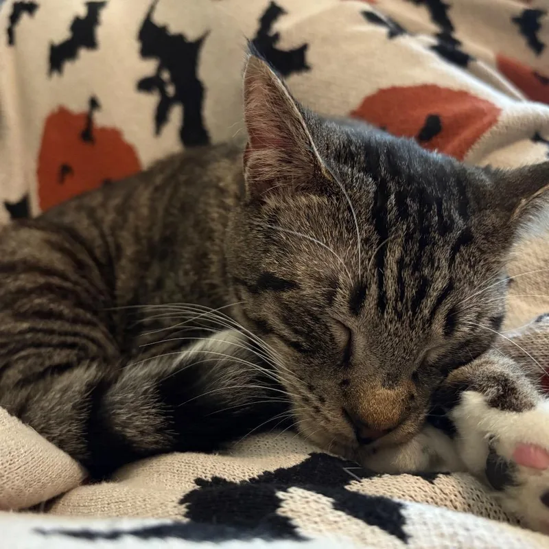 Tangerine Paffordhw thumbnail 2