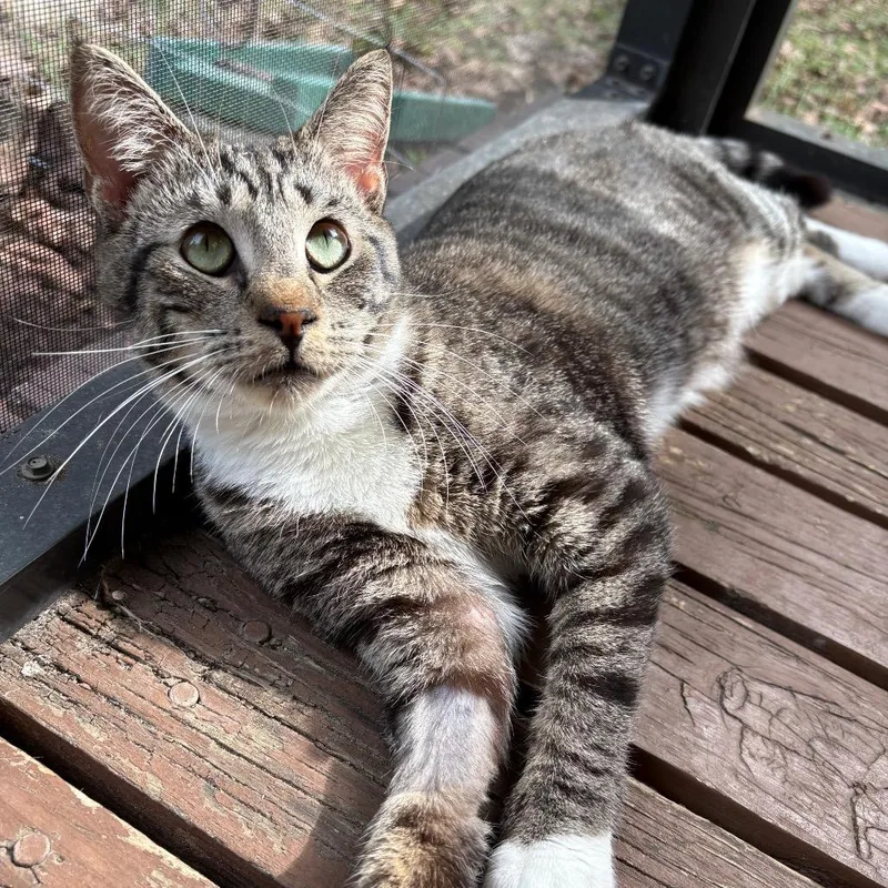 Tangerine Paffordhw thumbnail 3