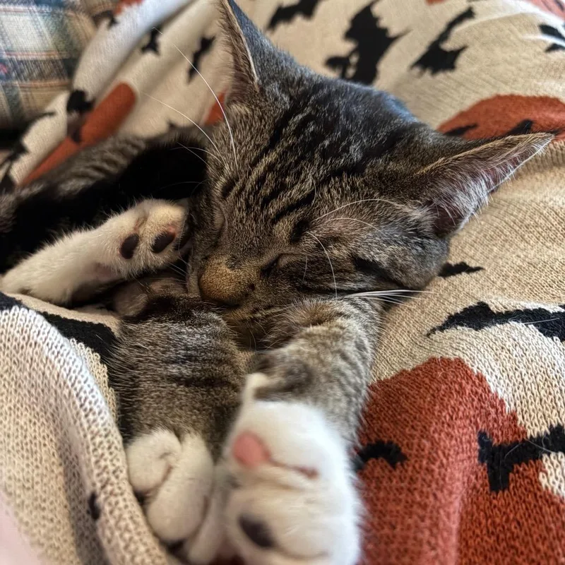 Tangerine Paffordhw thumbnail 4