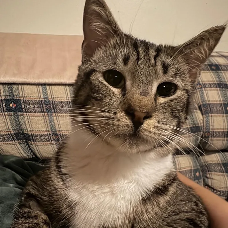 Tangerine Paffordhw thumbnail 5