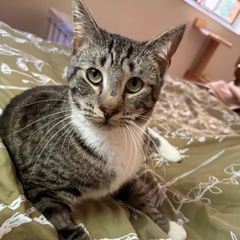 Tangerine Paffordhw thumbnail 6