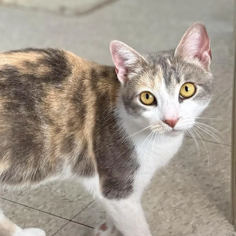 A young medium-sized female Domestic Short Hair cat named Oasis for adoption in Springfield, VT