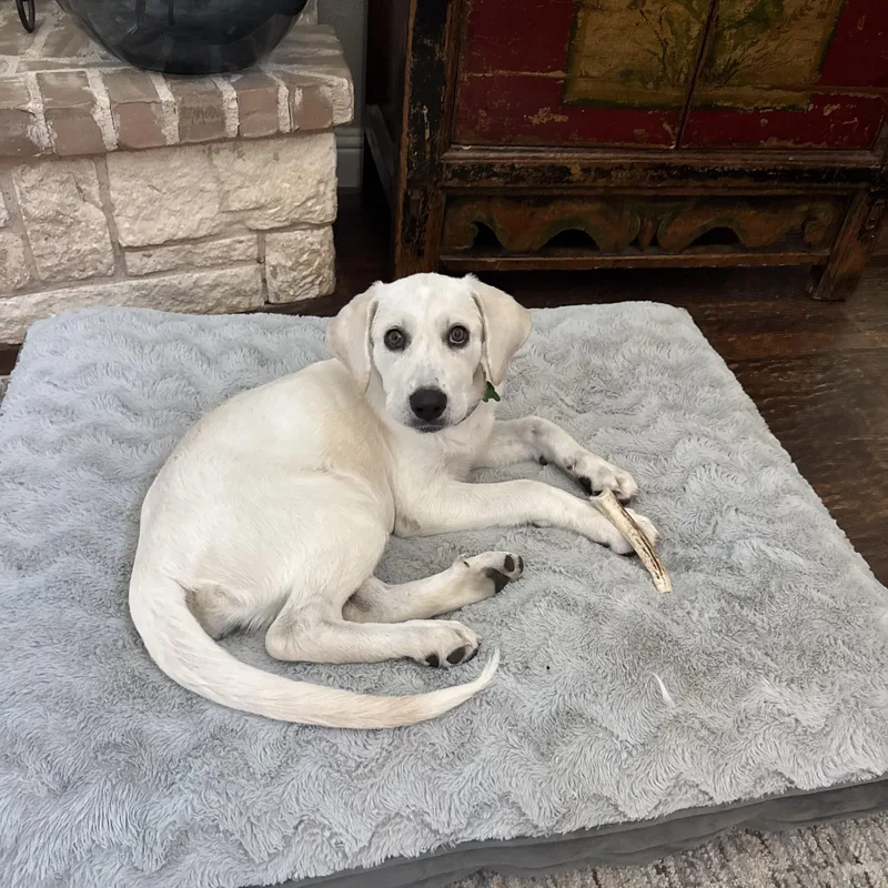 A young medium-sized female Labrador Retriever dog named Miley for adoption in Coppell, TX