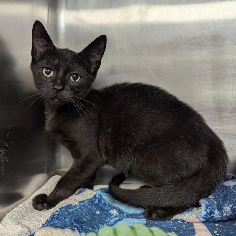 A baby small-sized male Black Domestic Short Hair cat named Alex for adoption in Evansville, IN