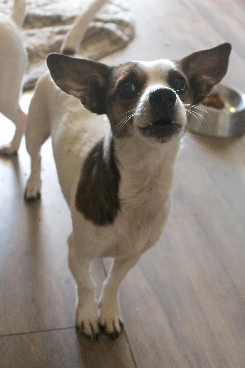 An adult small-sized male Brown / Chocolate Chihuahua dog named Spider Mite for adoption in Guthrie, OK