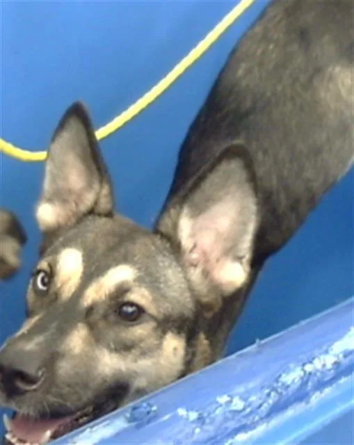 A young large-sized female Mixed Breed dog named Selena for adoption in Dallas, TX