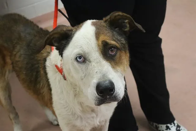 An adult large-sized female Mixed Breed dog named Blue for adoption in Columbia, SC