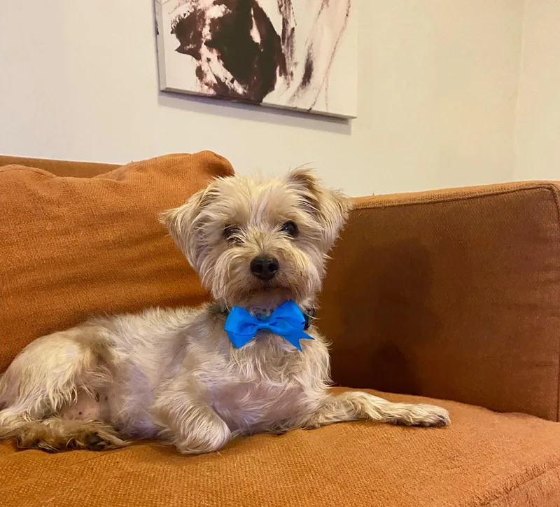 Rooney  Survivor Of thumbnail 2