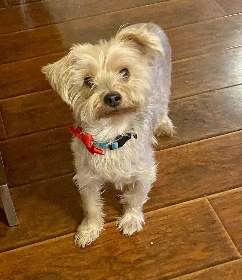 Rooney  Survivor Of thumbnail 3