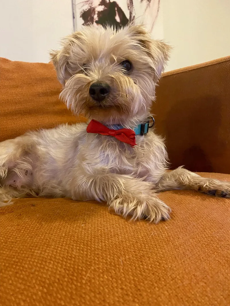 Rooney  Survivor Of thumbnail 4