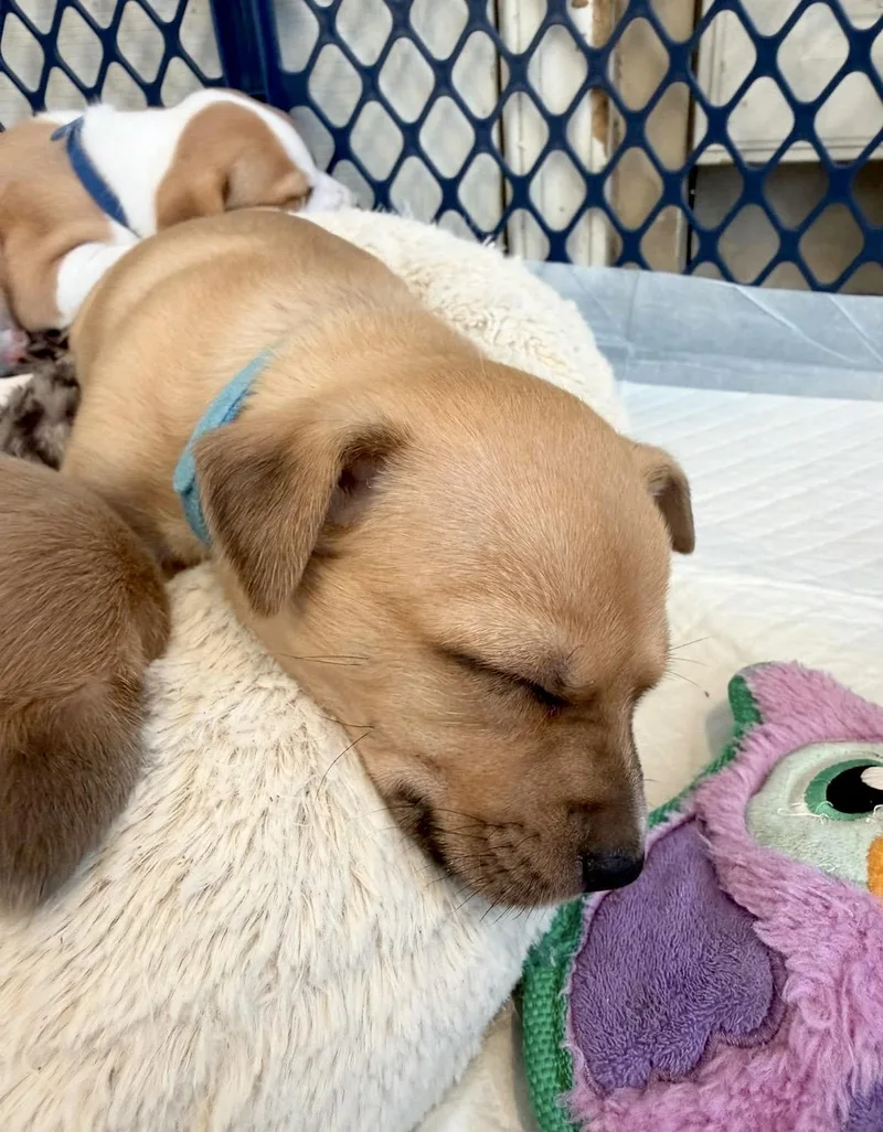 Juliette thumbnail 5