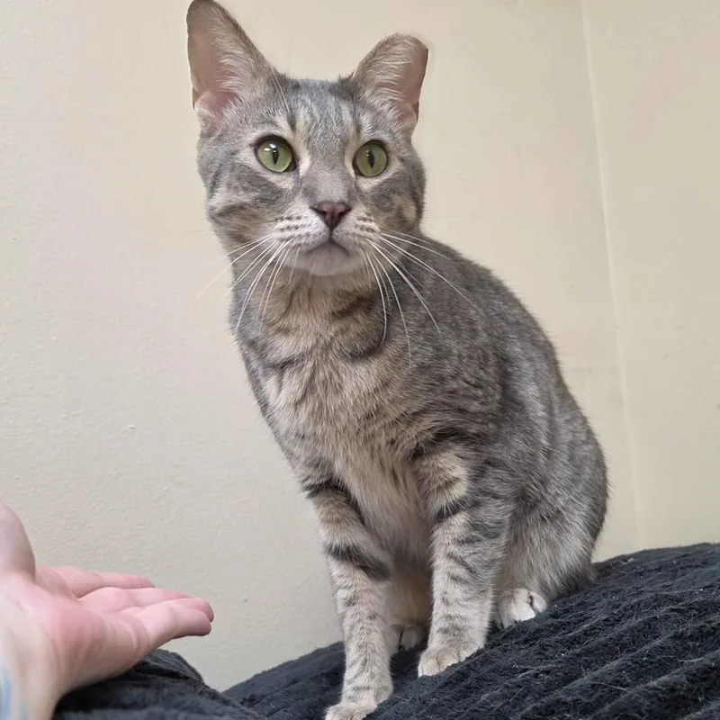 An adult large-sized male Gray / Blue / Silver Domestic Short Hair cat named Aslan for adoption in Medina, OH
