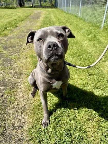 A senior medium-sized male Golden Mixed Breed dog named Honda for adoption in Roseburg, OR
