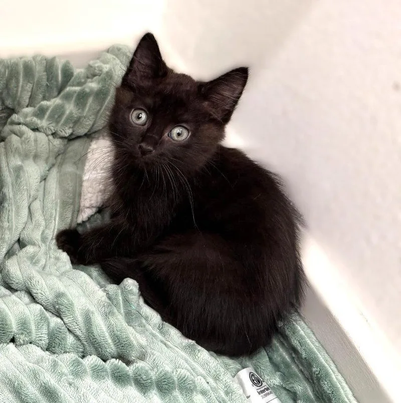A baby medium-sized male Domestic Medium Hair cat named Apollo for adoption in Fort Myers, FL