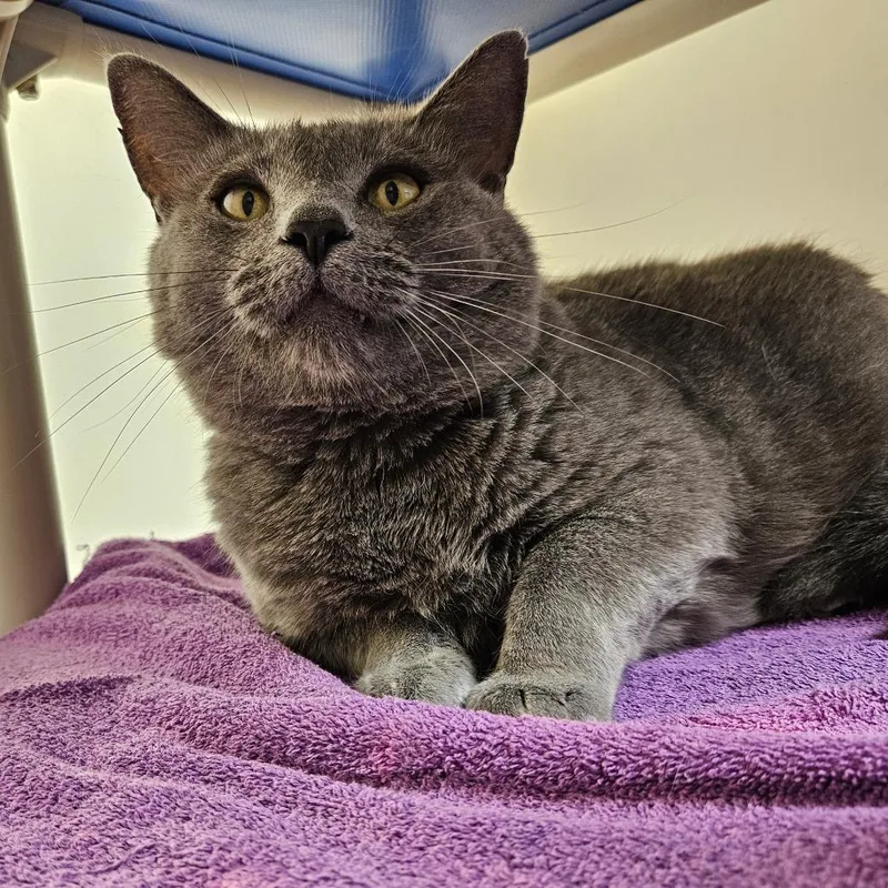 An adult extra large-sized male Gray / Blue / Silver Domestic Short Hair cat named Oscar for adoption in Harrisonburg, VA