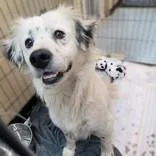A young medium-sized male White / Cream Australian Shepherd dog named Charlie for adoption in Portsmouth, OH