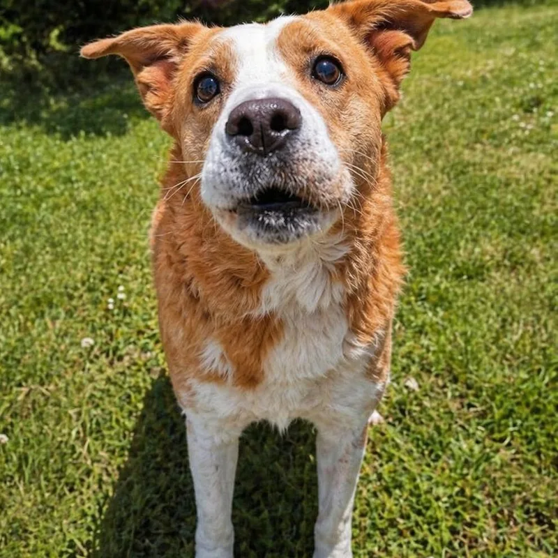 A senior medium-sized female Apricot / Beige Australian Cattle Dog / Blue Heeler dog named Lily for adoption in Valley Falls, KS