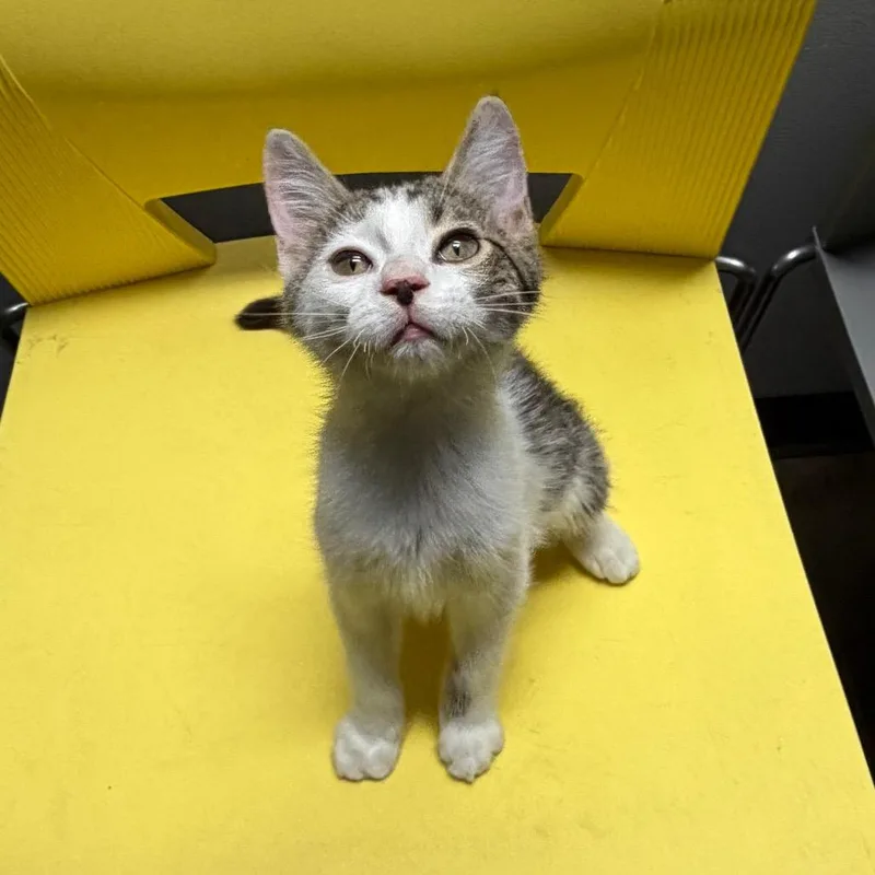 A baby small-sized male Brown / Chocolate Domestic Short Hair cat named Colby for adoption in Edwardsville, IL