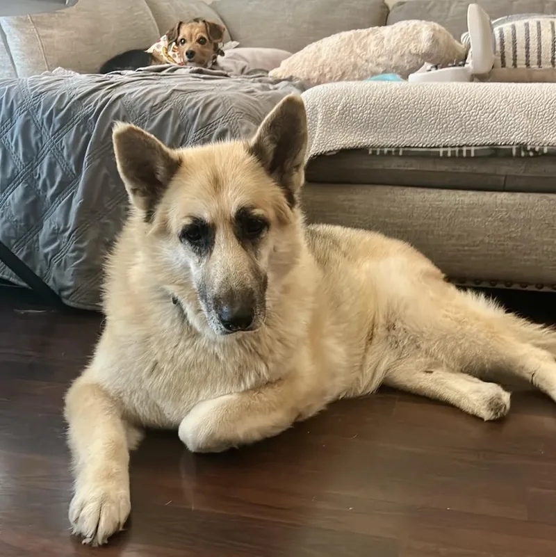 A senior large-sized female Tricolor (Brown, Black, & White) German Shepherd Dog dog named Willow for adoption in Fort Worth, TX