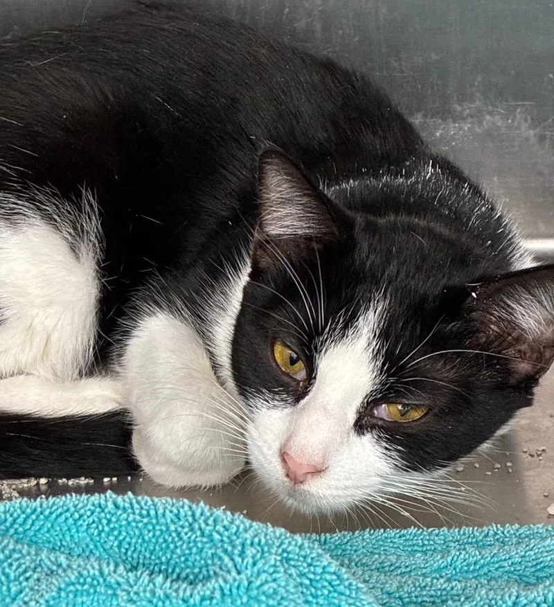A baby medium-sized female Domestic Short Hair cat named Twister for adoption in Hartsville, SC