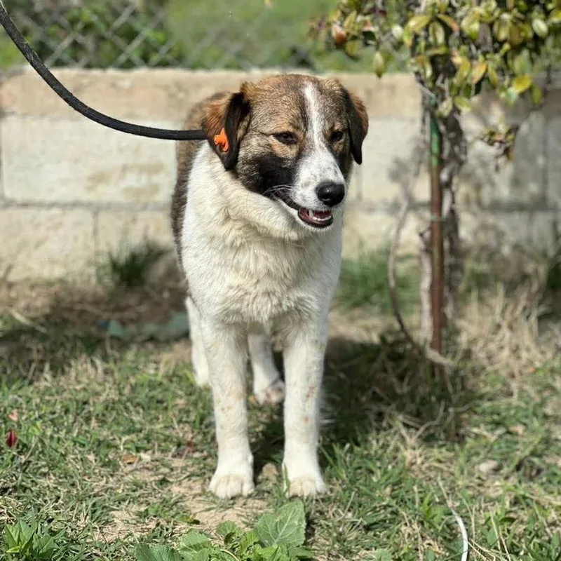 A young medium-sized female White / Cream Mountain Dog dog named Gena for adoption in Alexandria, VA