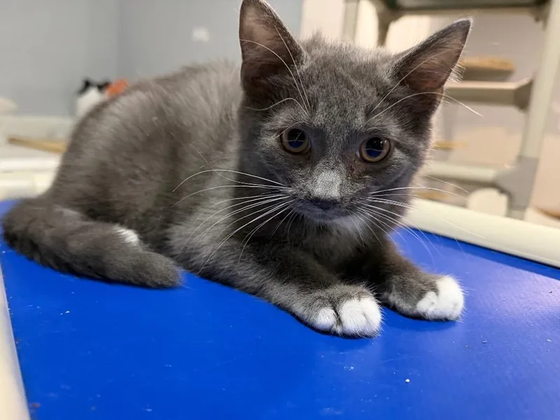 A baby small-sized male Domestic Short Hair cat named Tiny Toes for adoption in Powell, OH
