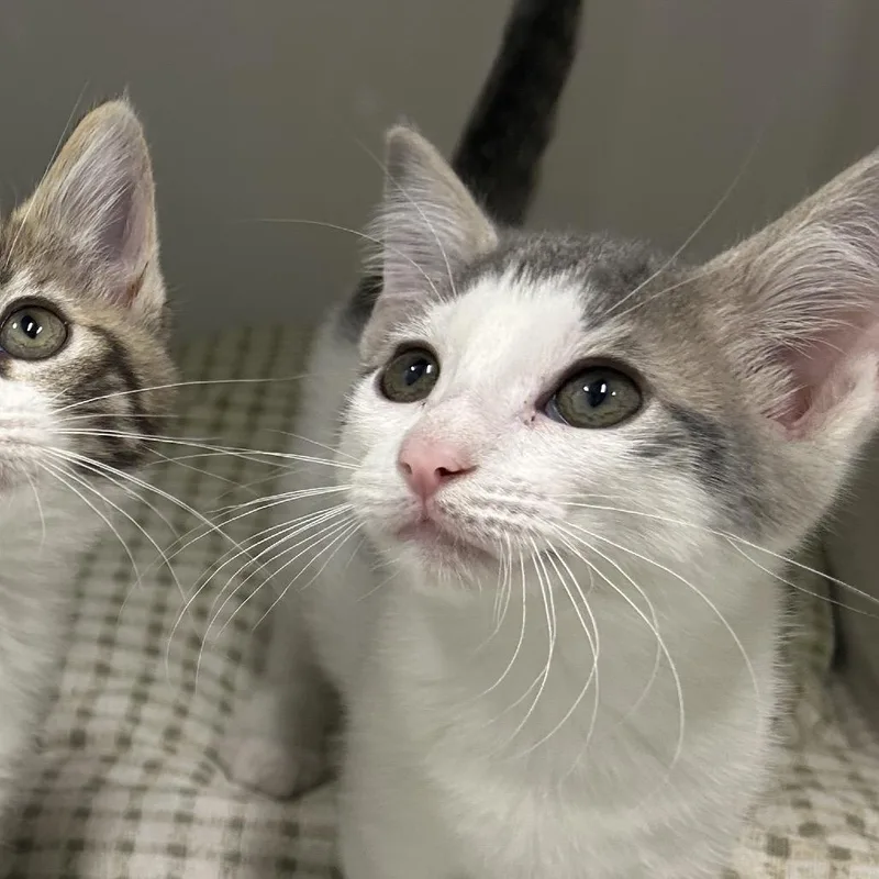 A baby small-sized female Gray / Blue / Silver Domestic Medium Hair cat named Sol for adoption in Charleston, WV