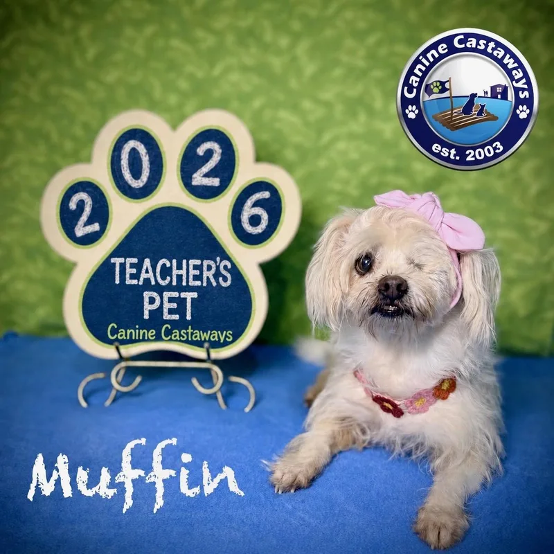 Muffin thumbnail 2