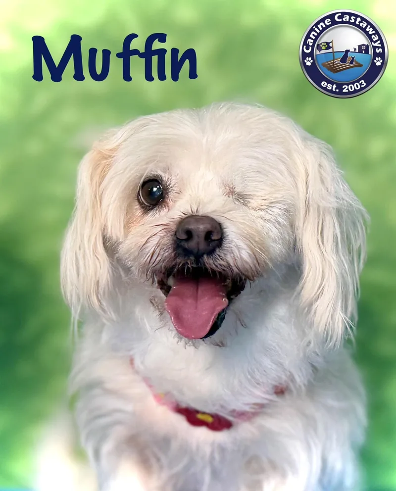 Muffin thumbnail 3
