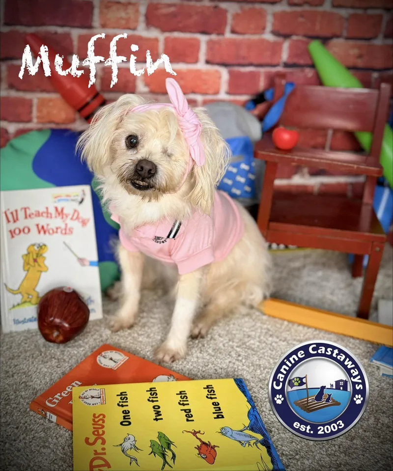 Muffin thumbnail 4
