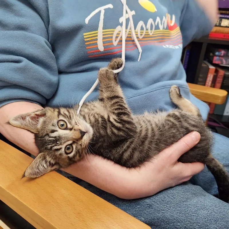 A baby small-sized male Domestic Short Hair cat named Linus for adoption in Woodinville, WA
