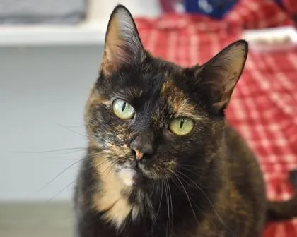 An adult small-sized female Domestic Short Hair cat named Mimosa for adoption in West Seneca, NY