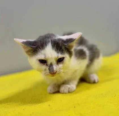 A baby small-sized female Gray & White Domestic Short Hair cat named Pebbles At Petsmart In for adoption in Bishop, GA