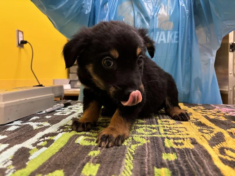 A baby small-sized male Black Mixed Breed dog named Lysander for adoption in Raleigh, NC